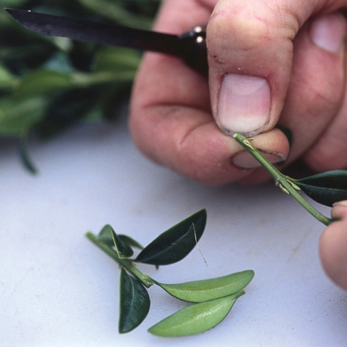 Gardening answer: CLIPPING