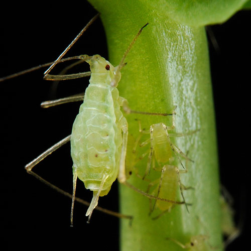 Gardening answer: APHID