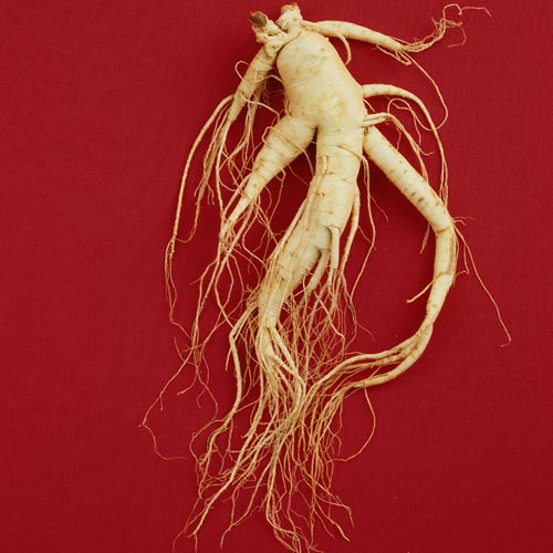 G is for... answer: GINSENG