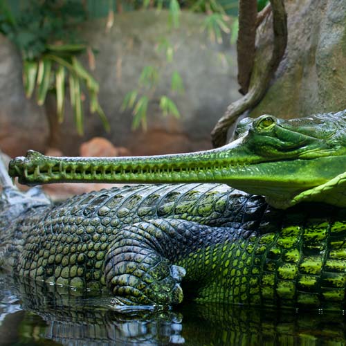 G is for... answer: GHARIAL
