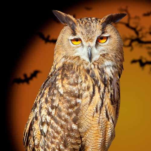 Halloween answer: OWL