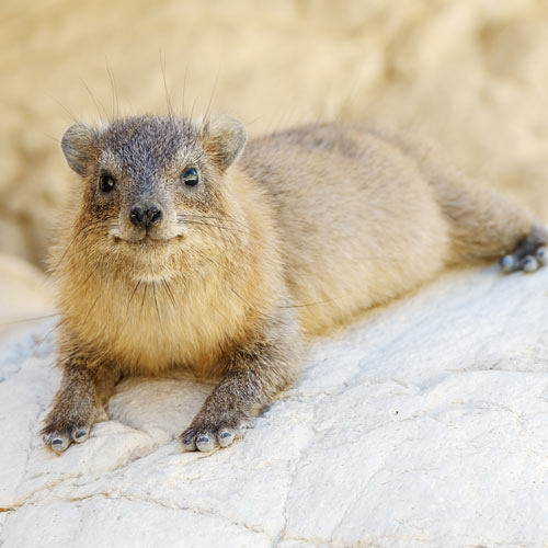 H is for... answer: HYRAX