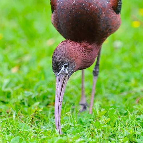 I is for... answer: IBIS