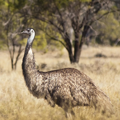 I â™¥ Australia answer: EMU