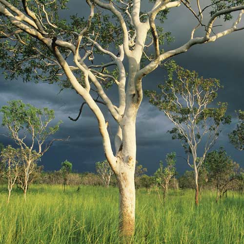 I â™¥ Australia answer: EUCALYPTUS TREE