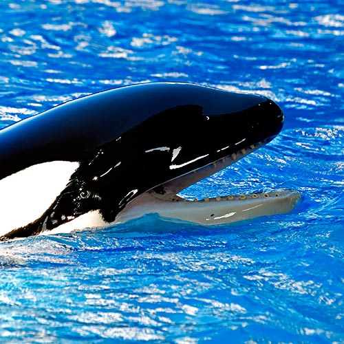 K is for... answer: KILLER WHALE