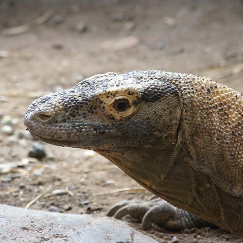 K is for... answer: KOMODO