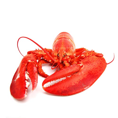 L is for... answer: LOBSTER