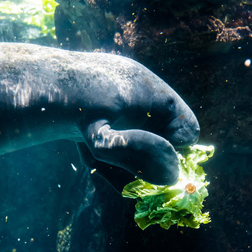 M is for... answer: MANATEE