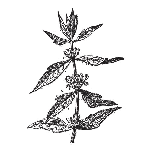 M is for... answer: MOTHERWORT