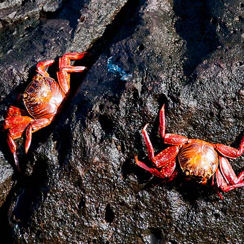 Nature answer: CRUSTACEANS
