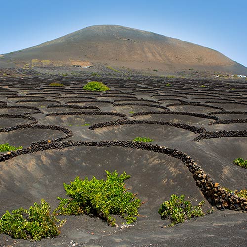 Nature answer: VOLCANIC SOIL
