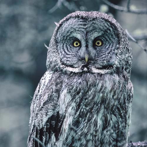 North America answer: OWL