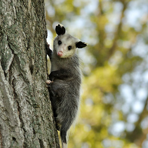 O is for... answer: OPOSSUM