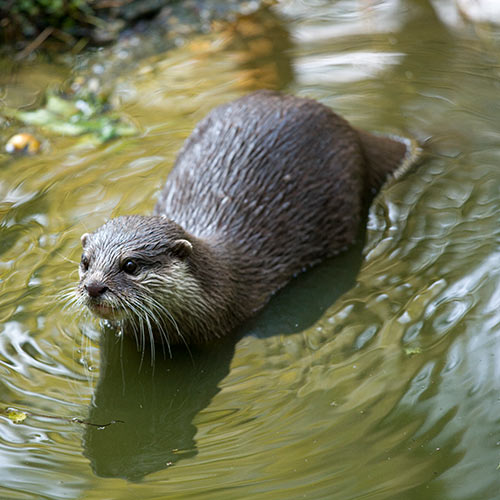 O is for... answer: OTTER