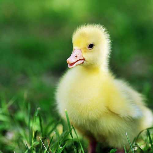 On The Farm answer: DUCKLING