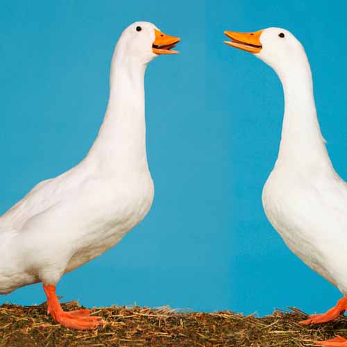 On The Farm answer: GEESE