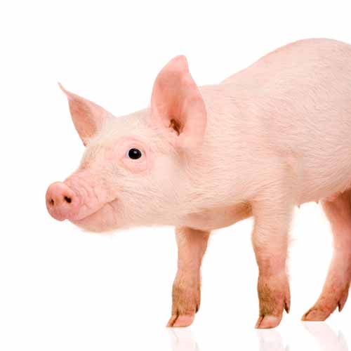 On The Farm answer: PIG