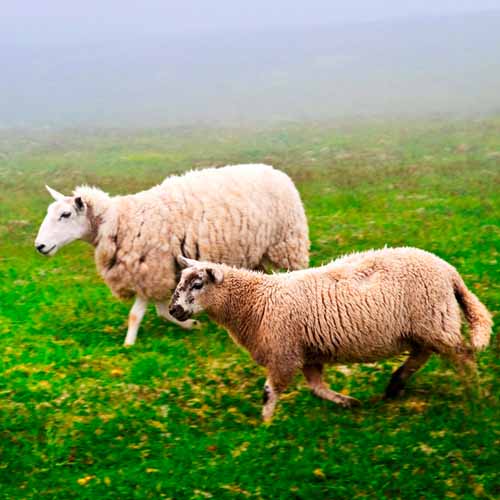 On The Farm answer: SHEEP
