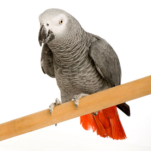 Pets answer: AFRICAN GREY