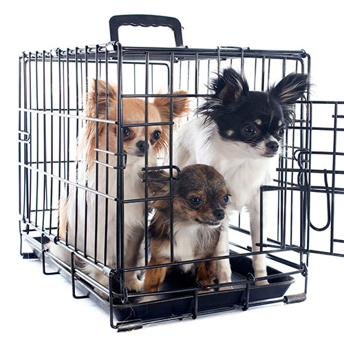 Pets answer: CARRIER