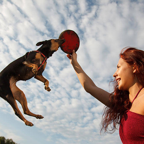 Pets answer: FRISBEE