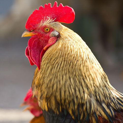 Pets answer: ROOSTER