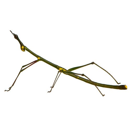 Pets answer: STICK INSECT