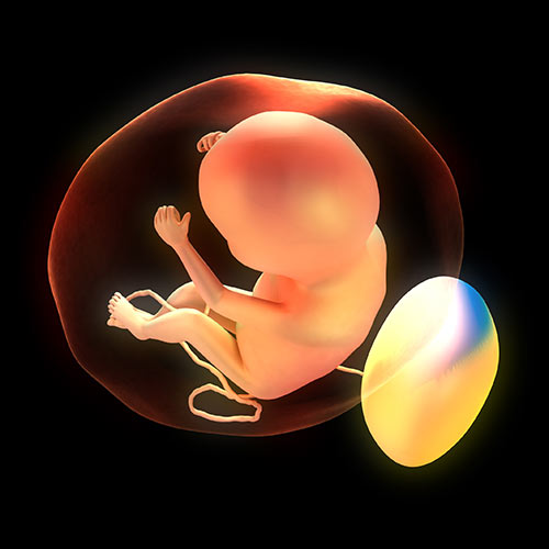 Science answer: EMBRYO