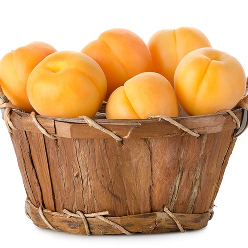 Spring answer: APRICOT
