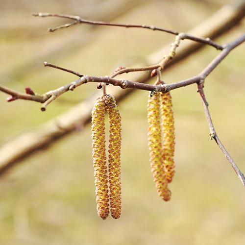 Spring answer: CATKINS
