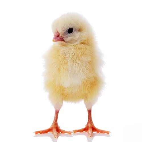 Spring answer: CHICK