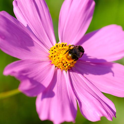 Spring answer: POLLINATE