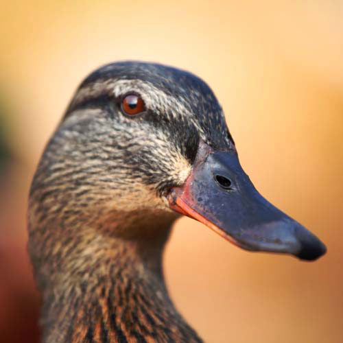 Animales answer: PATO