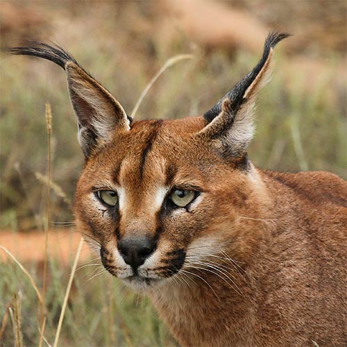 Animales answer: CARACAL