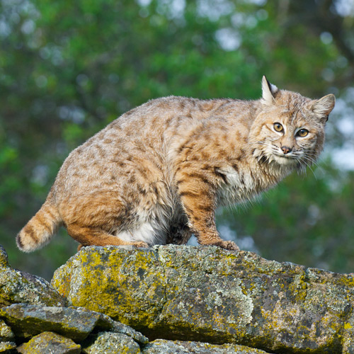 Animales answer: LINCE ROJO
