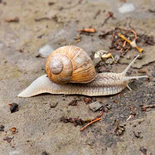 Animales answer: CARACOL