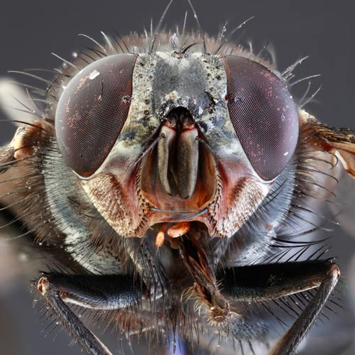 Animales answer: MOSCA