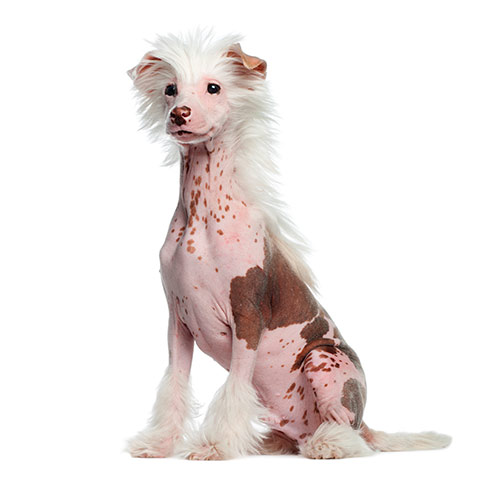 Razas de perros answer: CHINESE CRESTED