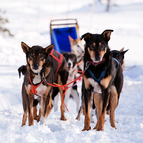 Winter Sports answer: SLED DOGS