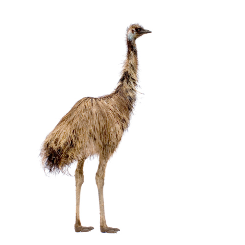3 Letter words answer: EMU