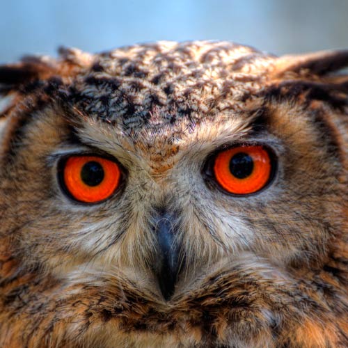 3 Letter words answer: OWL