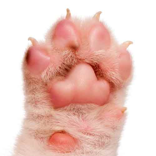 3 Letter words answer: PAW