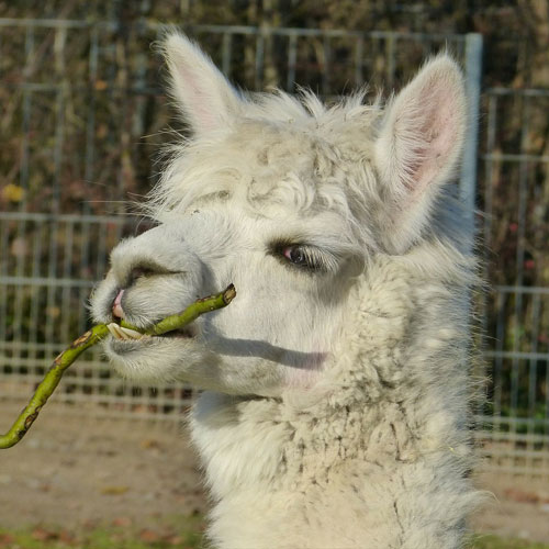 A is for... answer: ALPACA