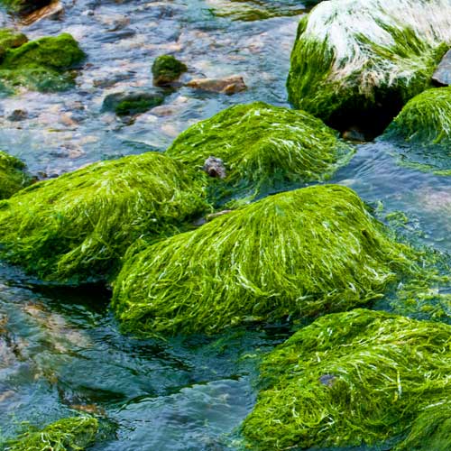 A is for... answer: ALGAE