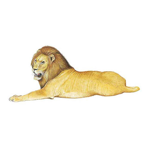 Animal Kingdom answer: SOMALI LION