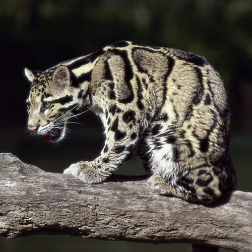 Animal Planet answer: CLOUDED LEOPARD