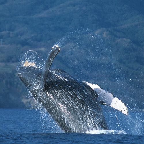 Animal Planet answer: HUMPBACK WHALE
