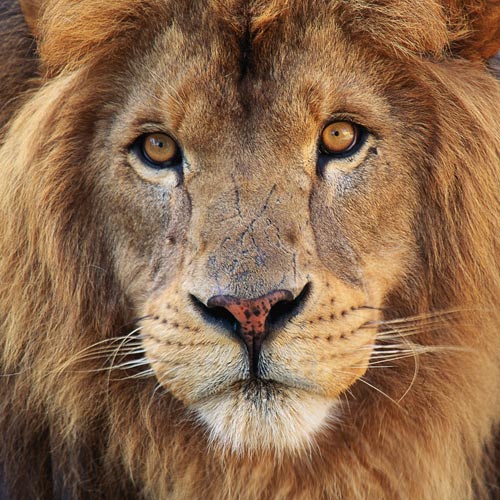 Animal Planet answer: LION