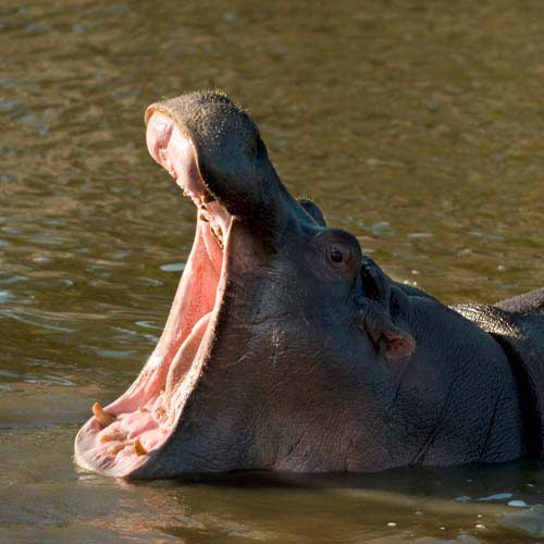 Animaux answer: HIPPOPOTAME